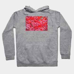 Maple Tree / Swiss Artwork Photography Hoodie